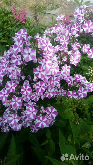 Флоксы,лилии,лилейники,астильбы и много др