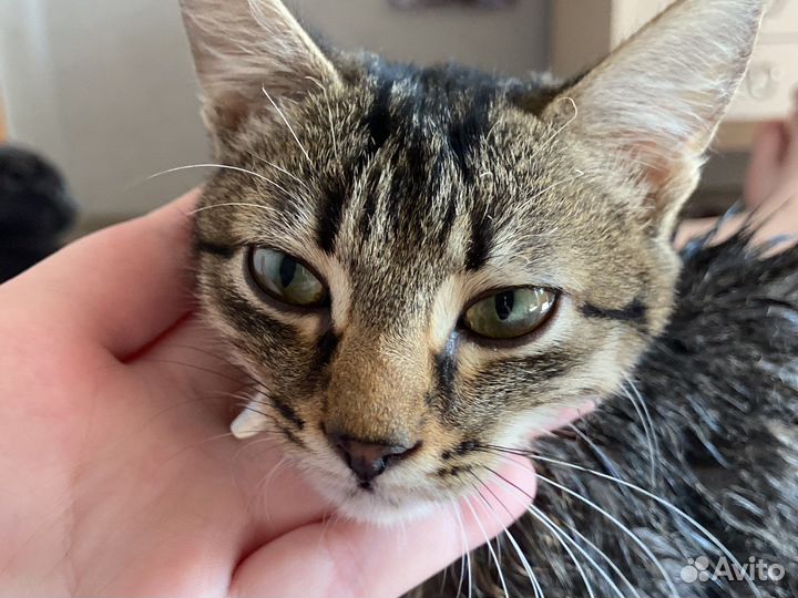 Котенок бесплатно