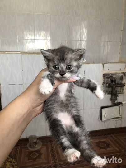 Котик бесплатно