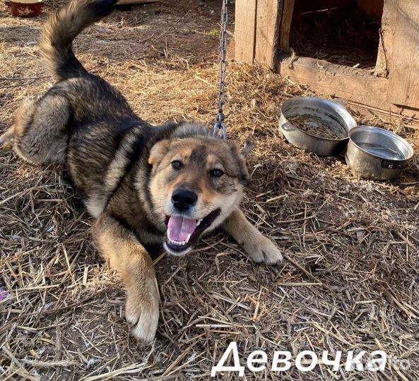 Щеночки-подростки
