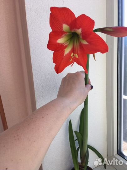 Комн цветы разные