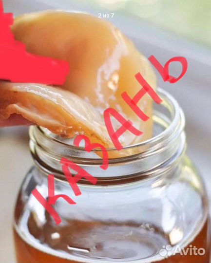 Комбуча (чайный гриб) бесплатно