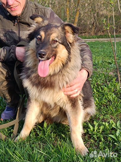 Собака в добрые руки