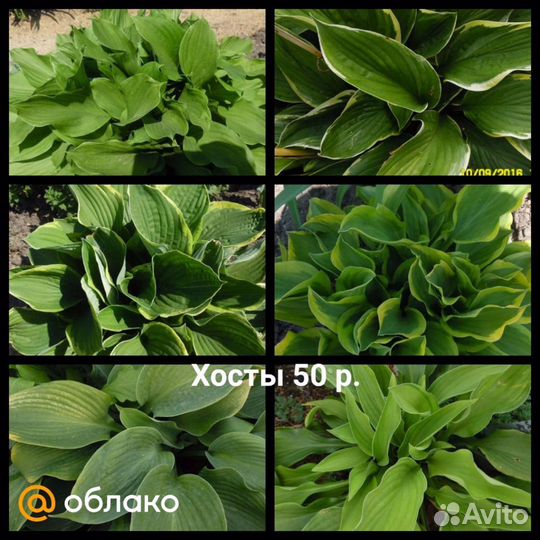 Цветы садовые многолетние