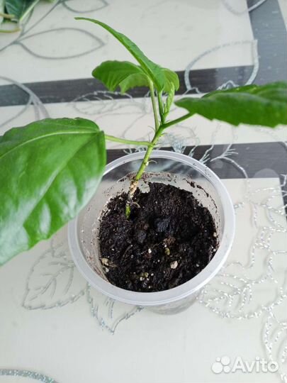 Гибискус китайская роза