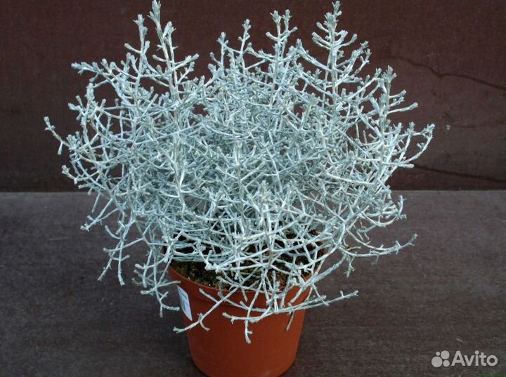 Калоцефалус