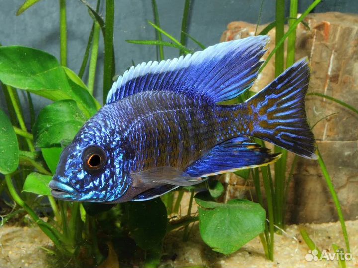 Рыбки для видового аквариума