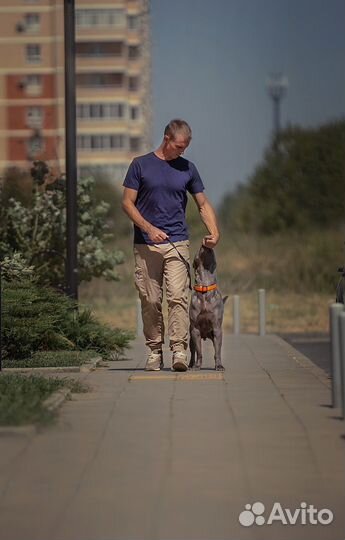 Передержка собак, воспитание с проживанием
