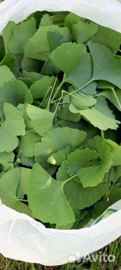 Зеленые листья Гинкго Билоба