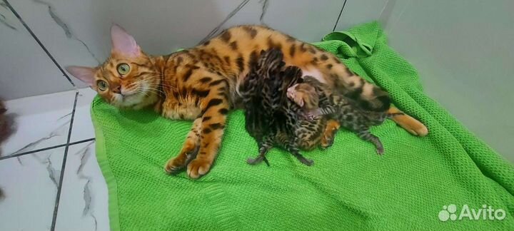 Бенгальские котята