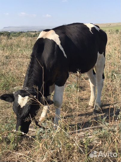 Бычок бычки телята теленок