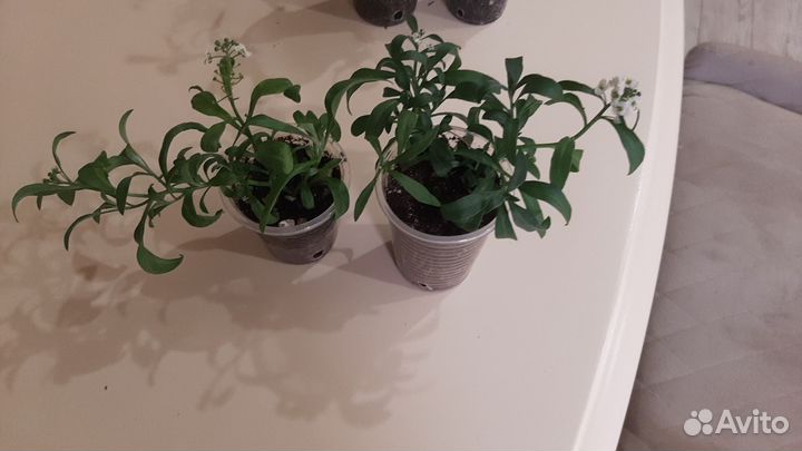 Алиссум вегетативный сноу принцесс