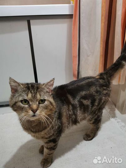 Кот в добрые руки