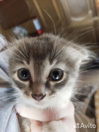 Вислоухие котята