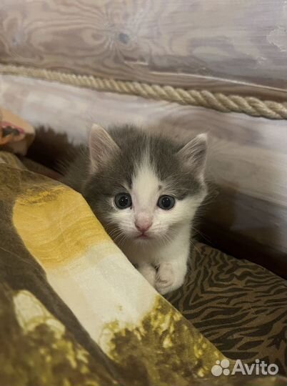Отдам котят