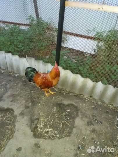 Кучинская юбилейная