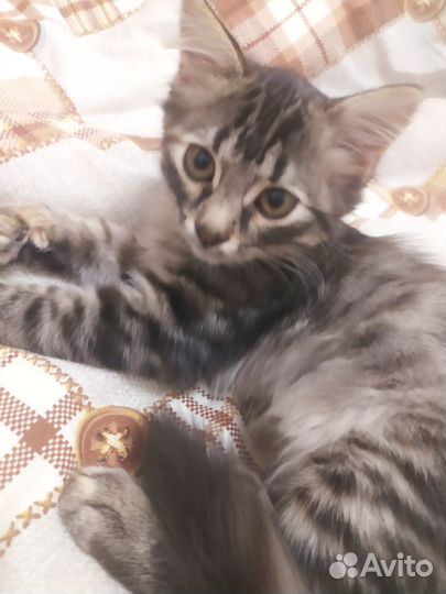 Отдам бесплатно кошку