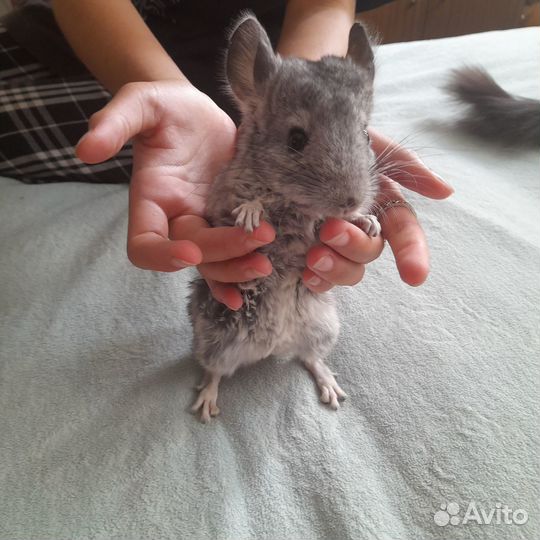 Шиншиллята