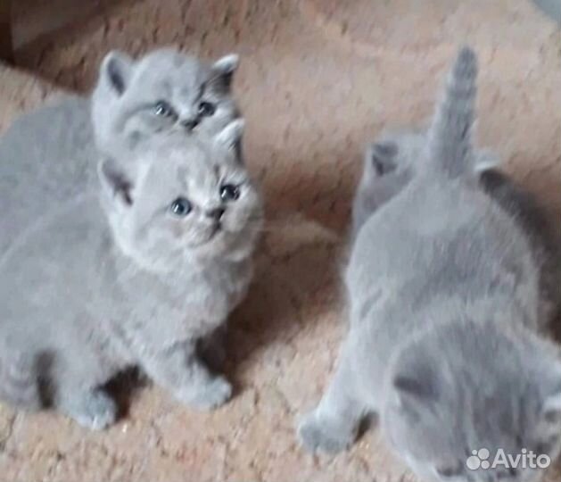 Голубые британские мимимишки