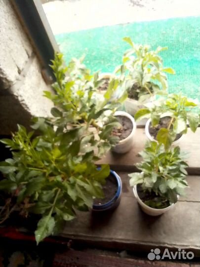 Георгин корень