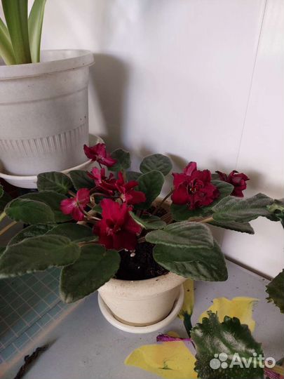 Глоксиния в горшке