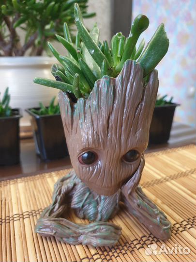 Толстянка хоббит