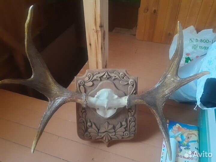 Рога лося на медальоне