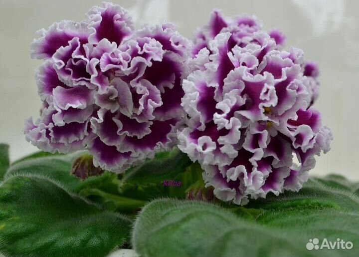 Листья сортовых фиалок