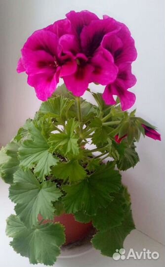 Пеларгония герань
