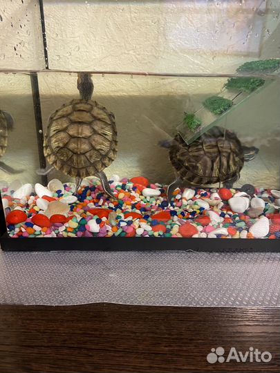 Черепаха водная