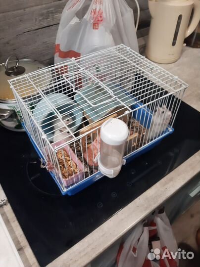 Джунгарский хомяк с клеткой бесплатно