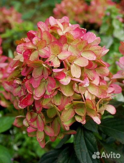 Гортензии, розы новинки