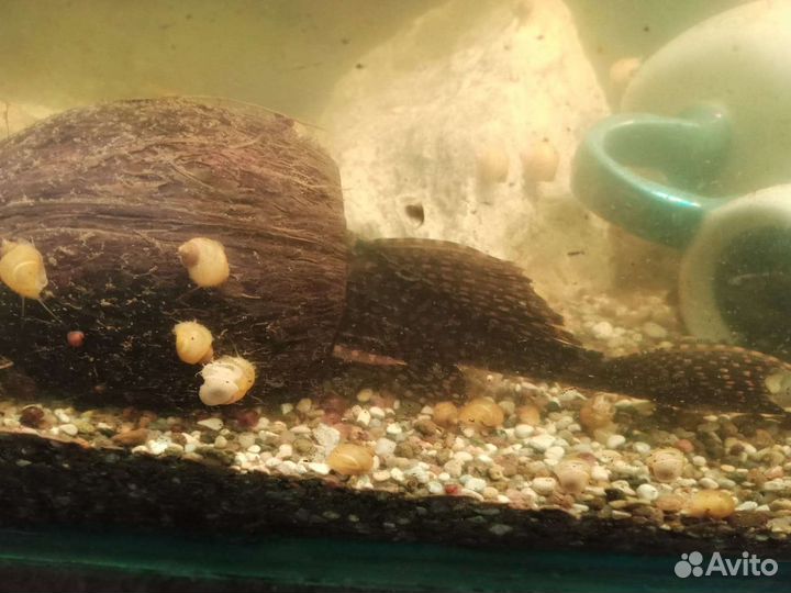 Сом птеригоплихт