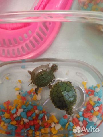 Американская красноухая черепаха с аквариумом объявление продам