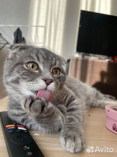 Вязка шотландский кот