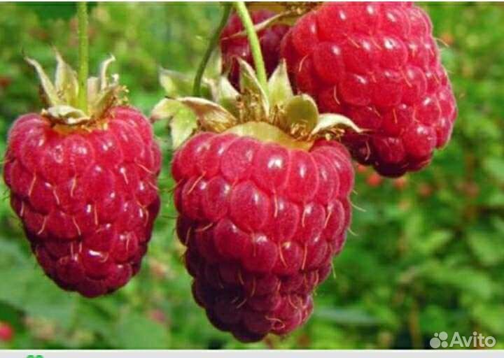 Малина саженцы