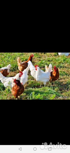 Куры несушки