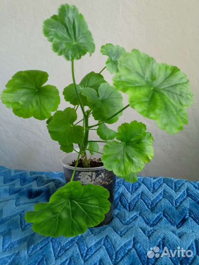 Герань коралловая зональная