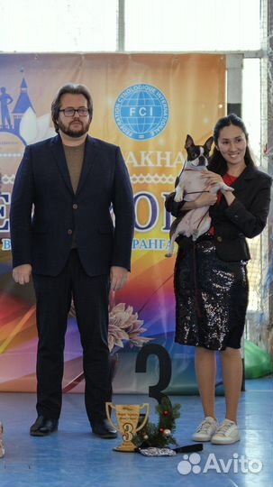 Дрессировка собак, Хендлер