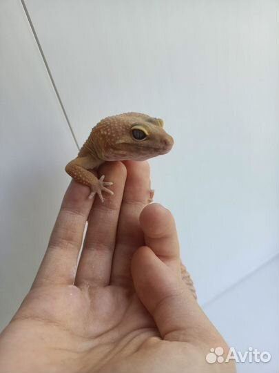 Пятнистый геккон Эублефар