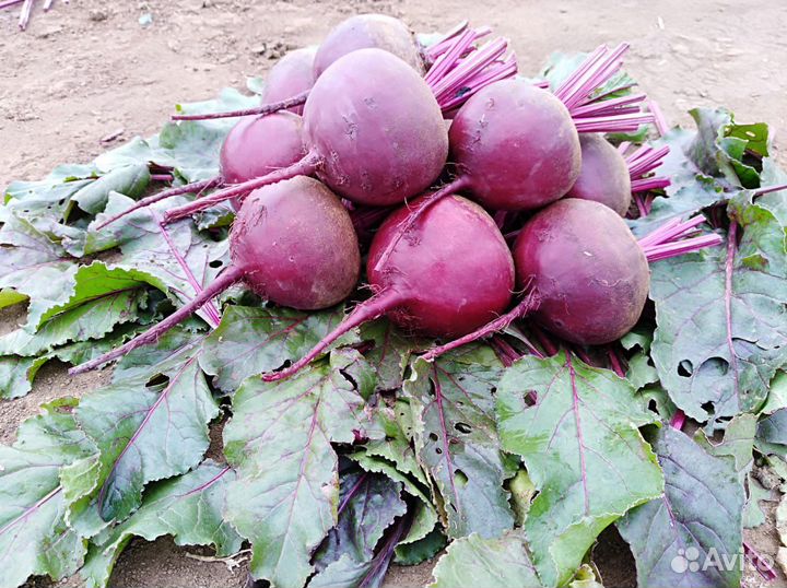 Свекла столовая