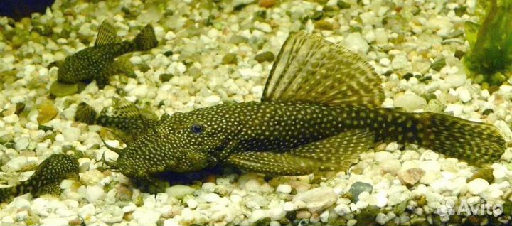 Сомики анциструсы