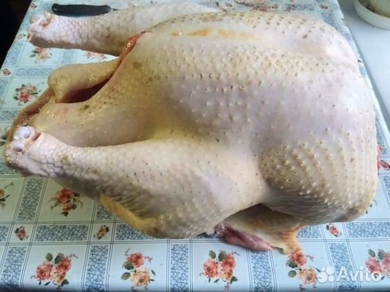 Домашняя индейка, индюк