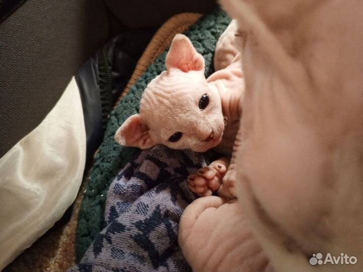 Канадский сфинкс