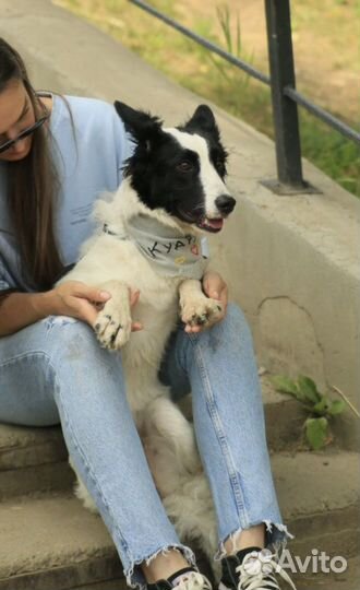 Щенок в добрые руки