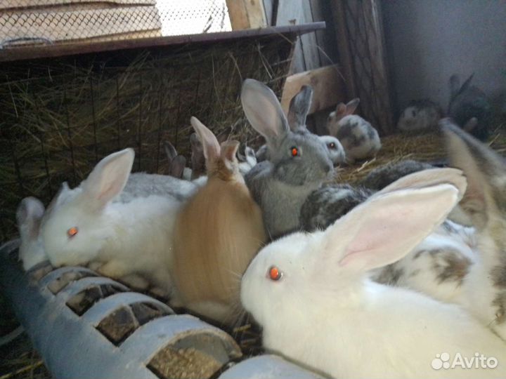 Серые великаны