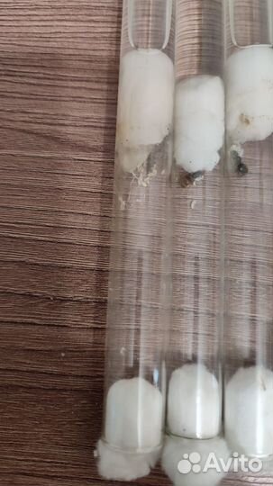 Муравьи (Lasius) матка + яйца+ маленький расплод