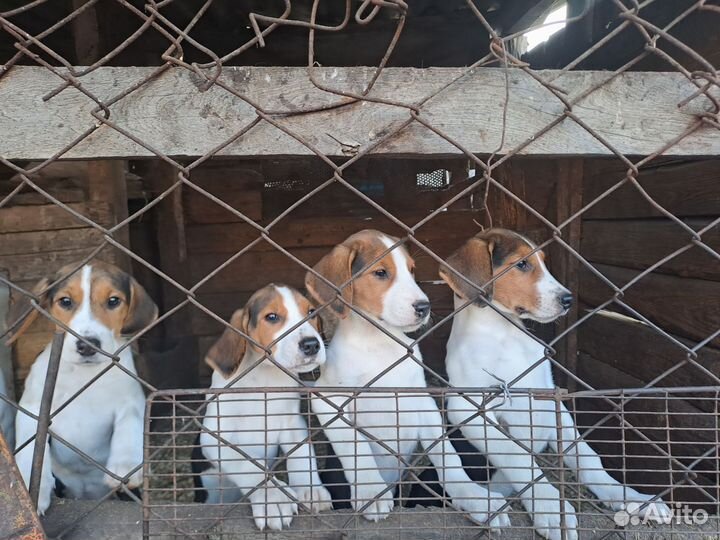 Русская пегая гончая