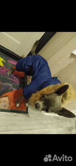 Куртка для собак мелких пород