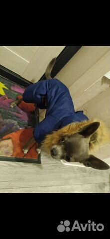 Куртка для собак мелких пород